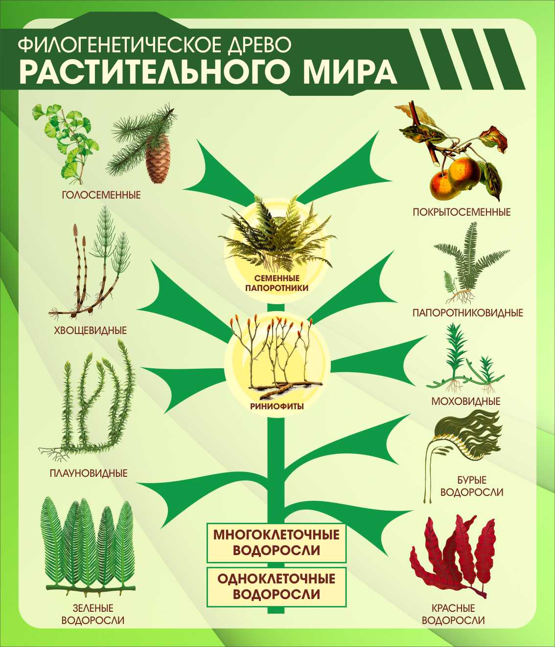 Филогенетическое древо растительного мира